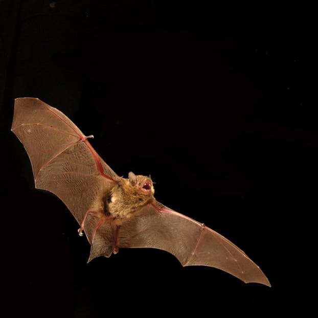 Eastern Cave Bat in flight at night
